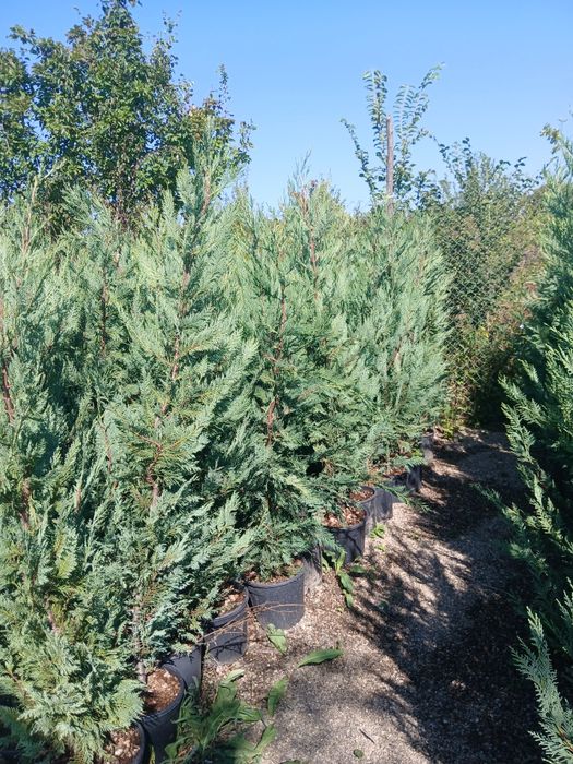 Leylandii 1m40 1m70 75 ron