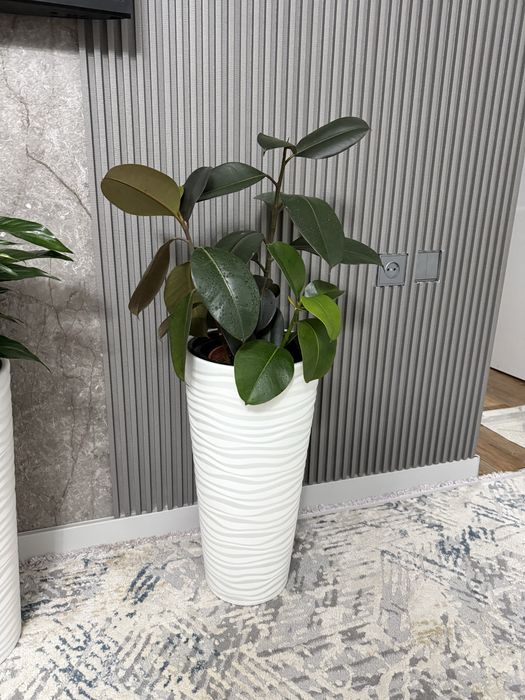 Комнатные цветы фикус