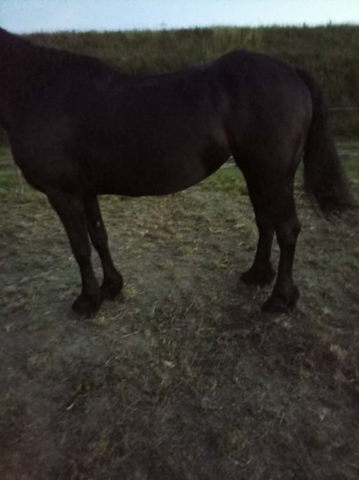 Iapa 5/ 6 ani  friesian frizian