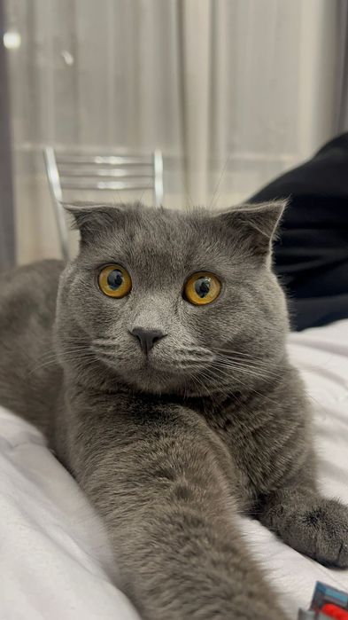 Вязка британского кота