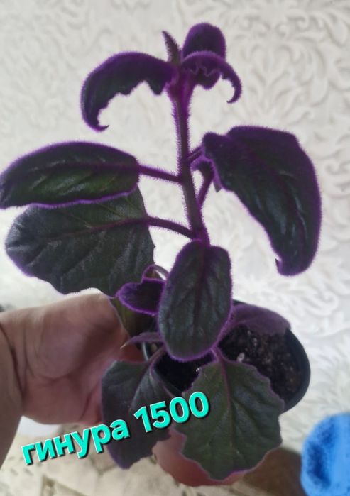 Домашние цветы разные