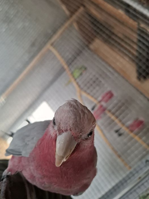 Kakadu roza Mascul  cu test adn