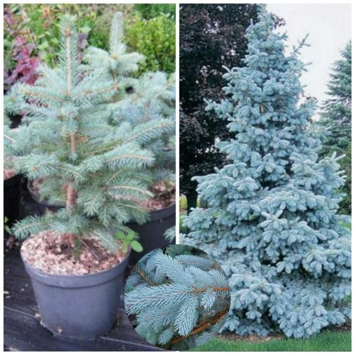 Продам саженцы сеянцы рябина липа ель голубая дуб кедр береза сосна