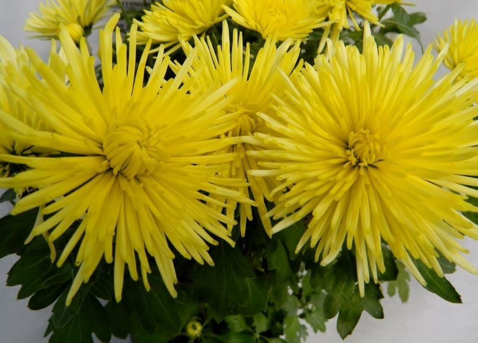 Хризантема всякая