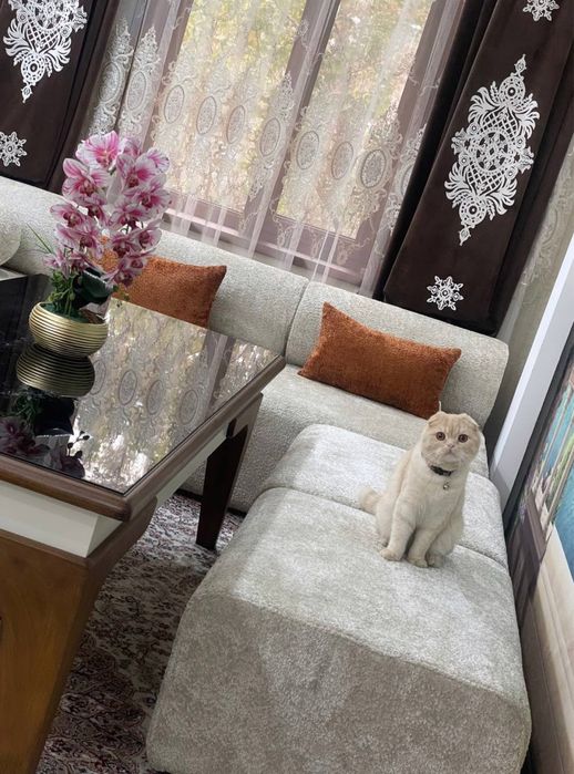 Зотли Скотиш фолд нарсалари бн сотилади