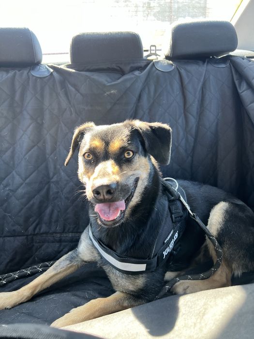 Catelusa metis spre adoptie