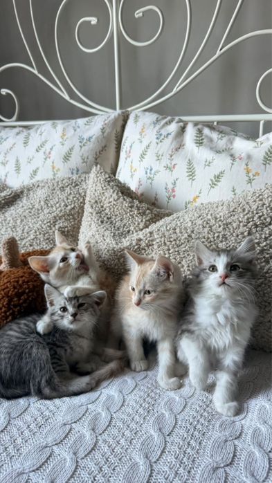 Отдам котят в добрые руки