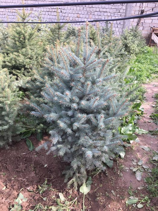 Archa galuboy yel sotiladi