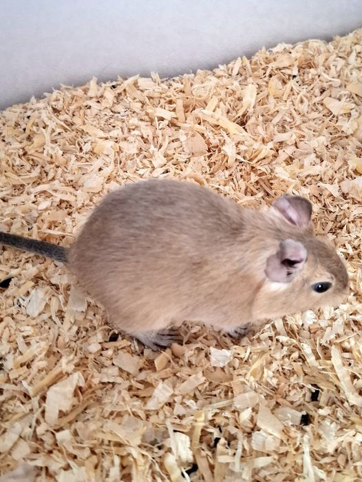 Ofer spre adopție două veverițe Degu