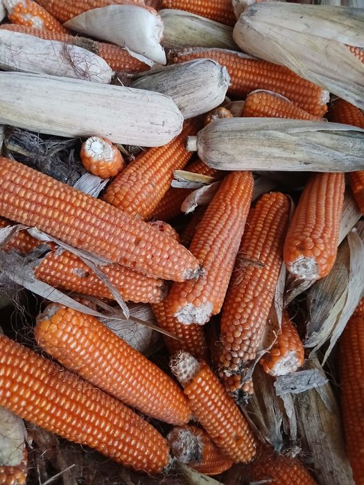 Vând porumb știuleți