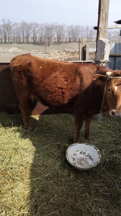 Продам корову 3 года
