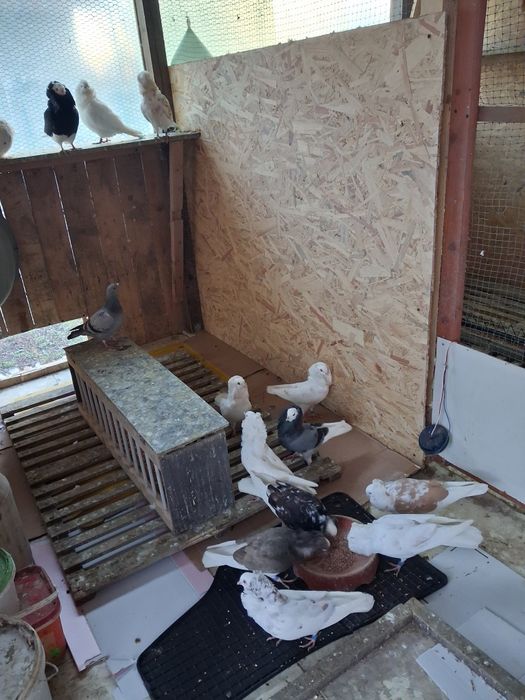 De vânzare porumbei capucini și o pereche de găini  wyandotte pitice!