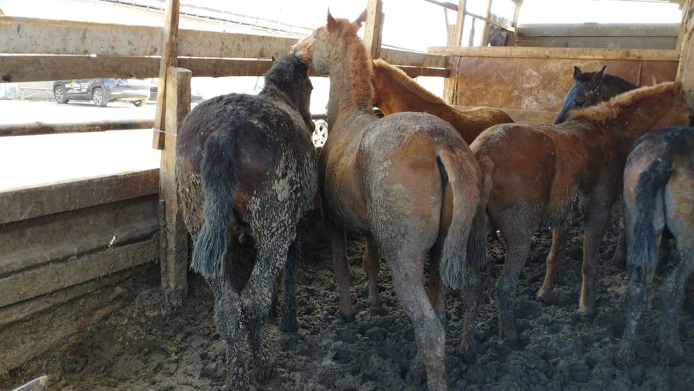 Жалаңаш, байланған қыздар