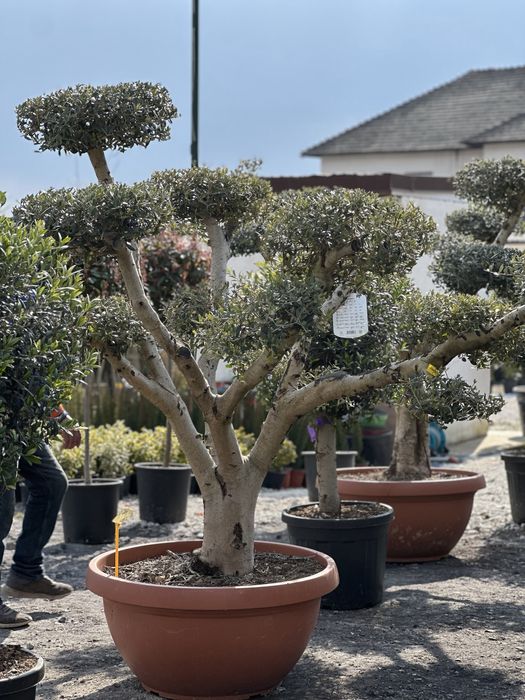 Maslin bonsai (Plante ornamentale )