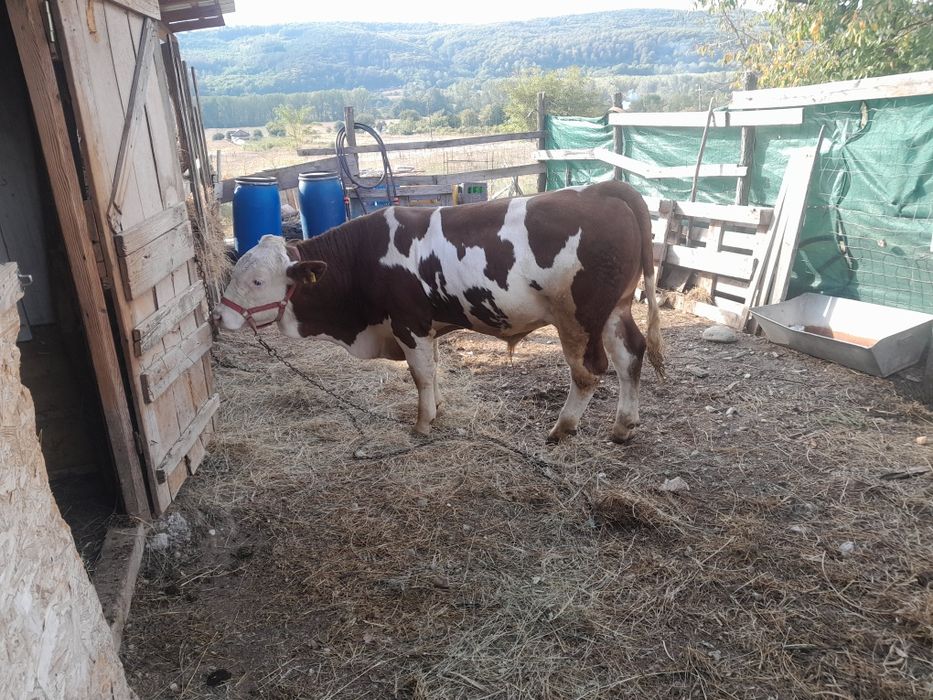 Vând tauras cu vârsta de 10lunii baltat românesc fără coarne