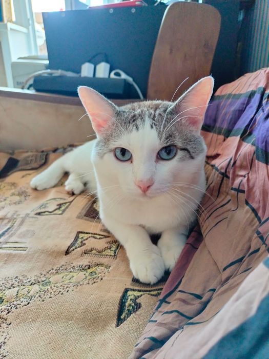 Вязка кота срочно