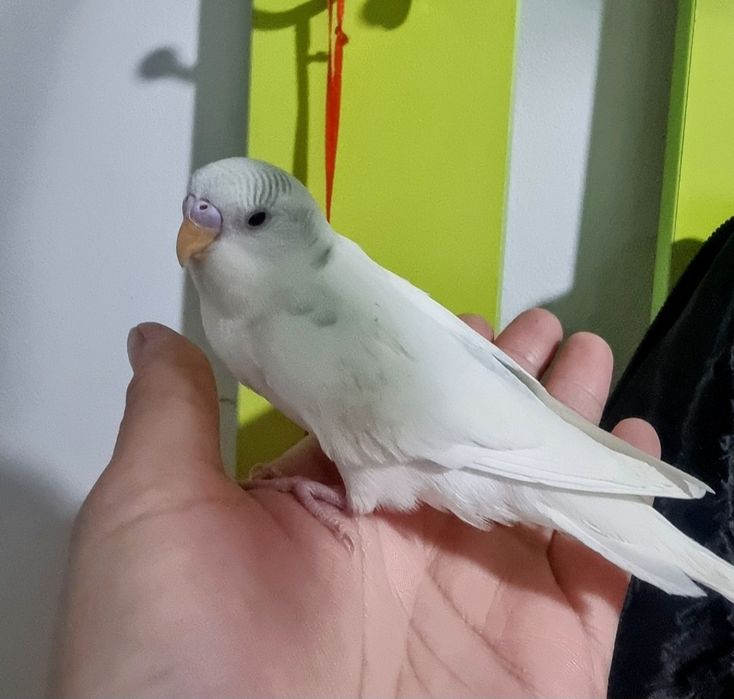 Волнистые попугаи птенцы