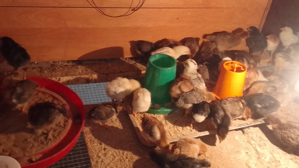 Продам цыплят от домашних кур