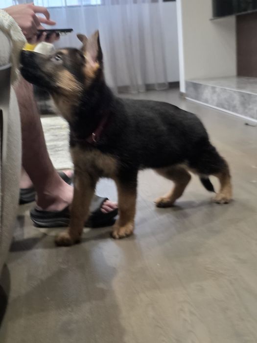 Ciobanesc german Femela