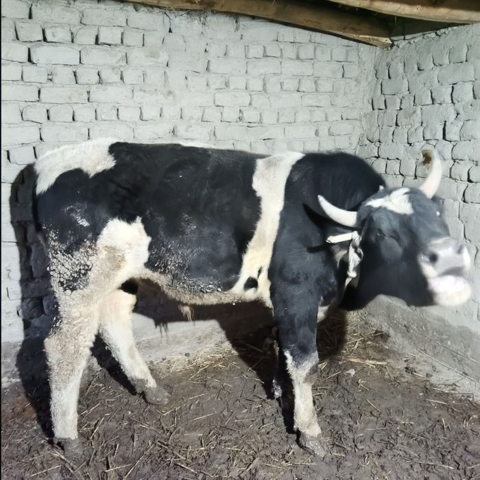 Buqa sotlad zot gegant parodadan