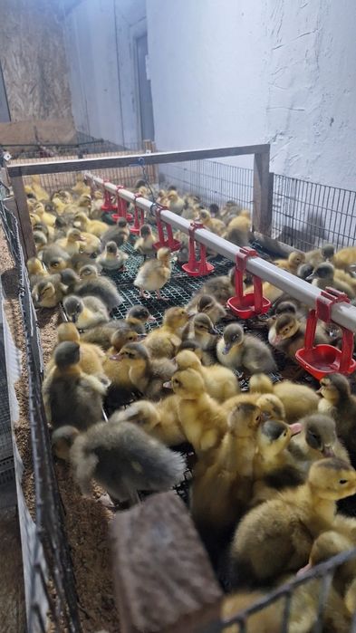 Гуси губернатор 4 дневный