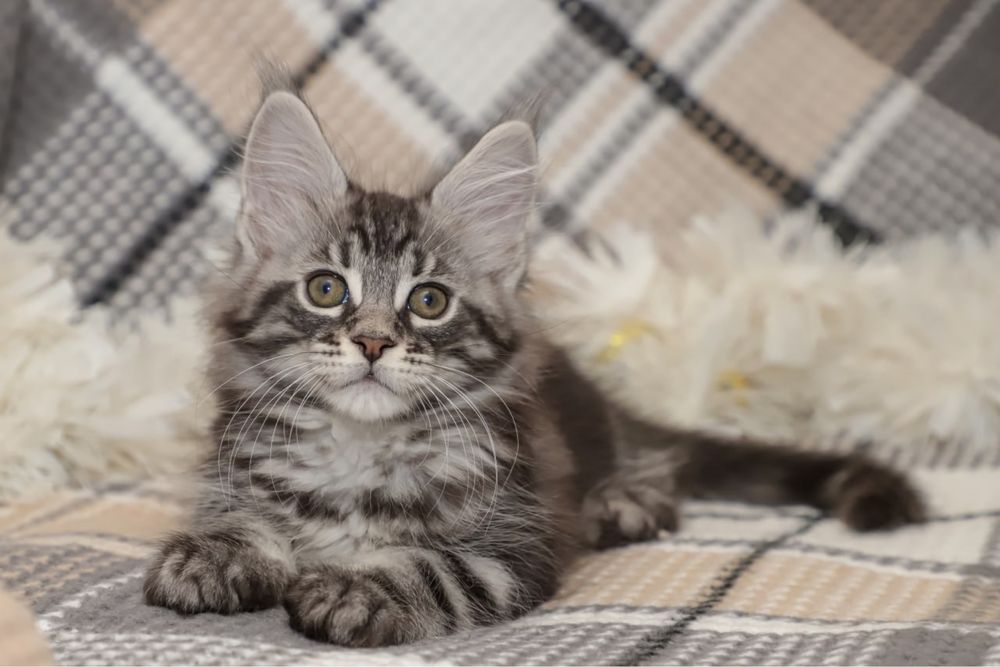 Котята породы Мейн кун классик, клубные с документами.