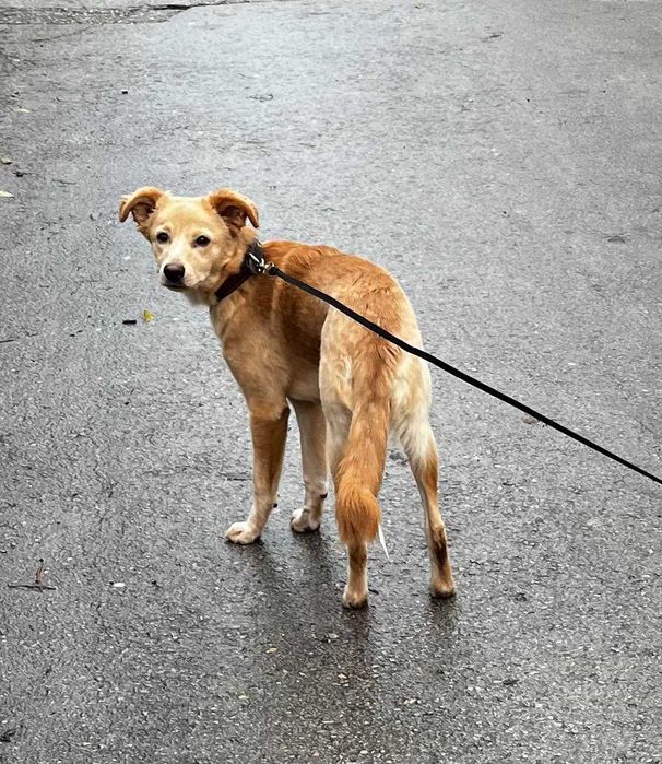 Търси се дом на Беба