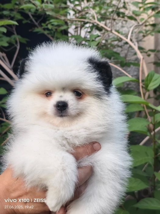 Очаровательный щенок шпица.