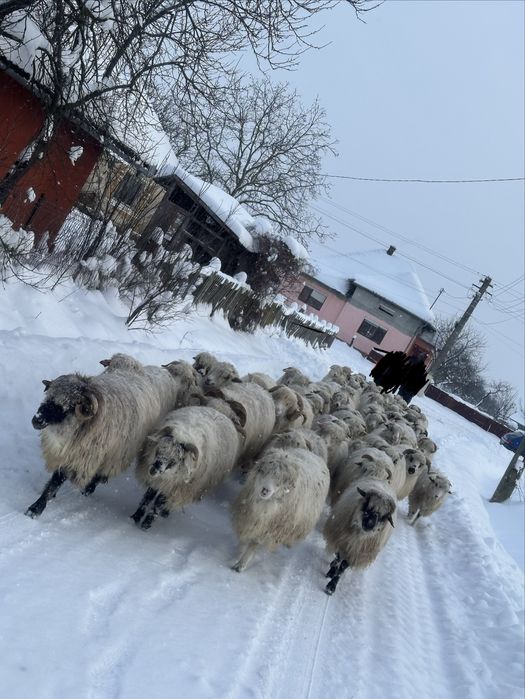 De vanzare 65 de oi