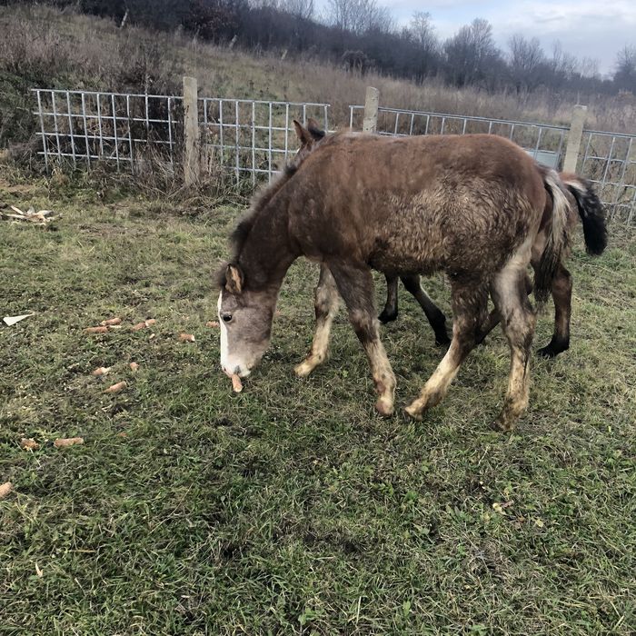 vand manz de 7 luni .