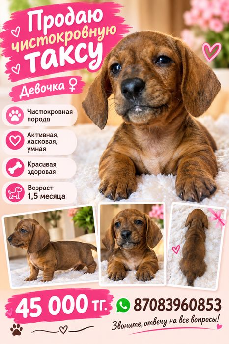 Продам чистокровную таксу