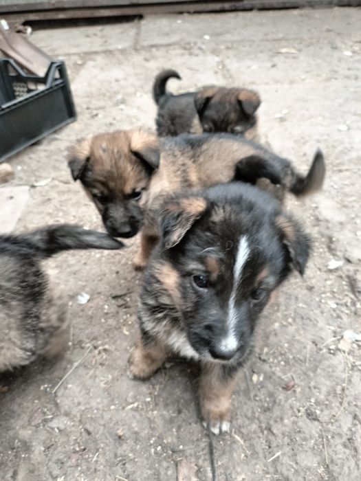 Отдам щенков мальчиков