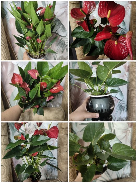 Много разных растений