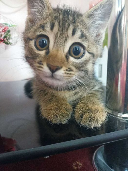 Отдаётся кот в добрые руки.