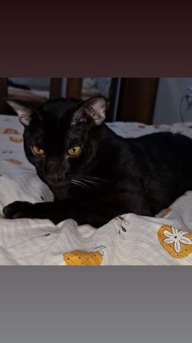 Продаётся чистокровный бенгал