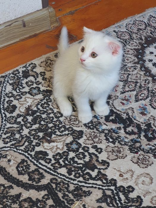 Scottishfold мушук