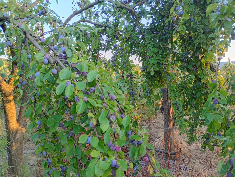 Vând urgent prune!