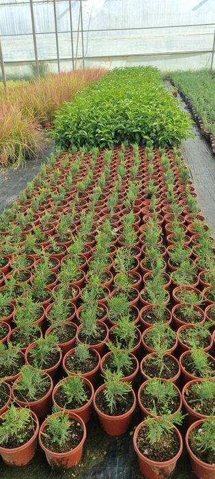 Более 10 000 видов декоративных цветов и декоративных деревьев от перв