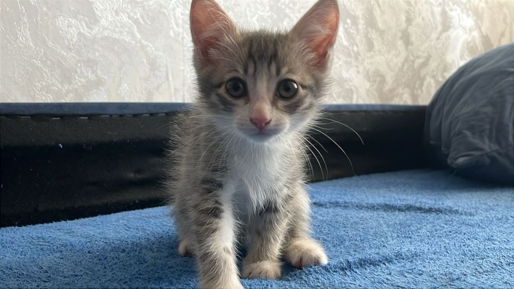 Котёнок в добрые руки