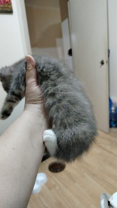 Продам котят 2 осталось 2 девочки