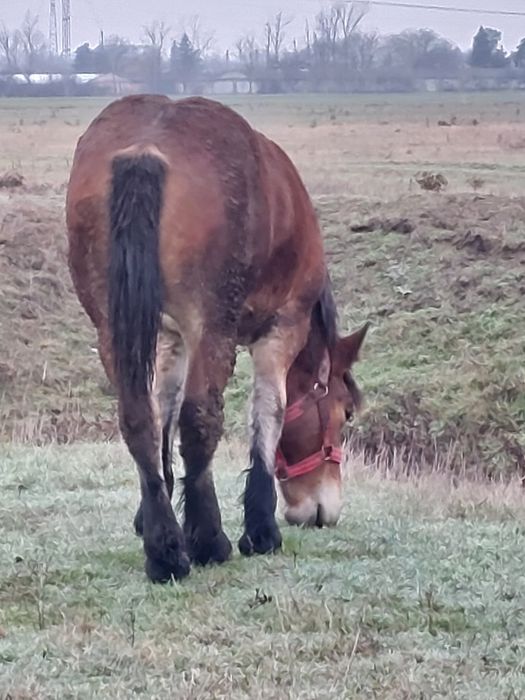 Vand manza de un an!