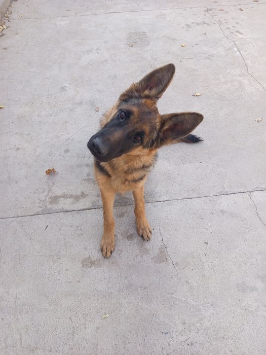 Овчарка немецкая