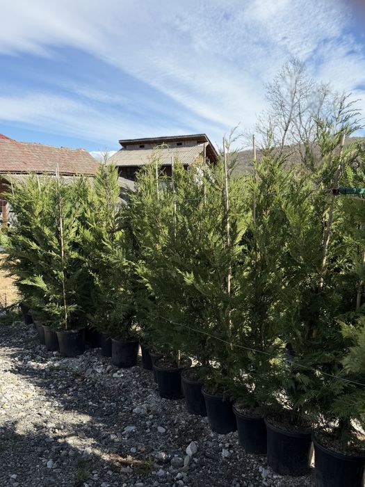 Vand leylandi/leylandi gold calitate extra