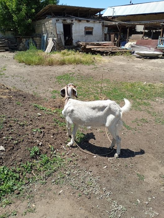 Продам или обменяю
