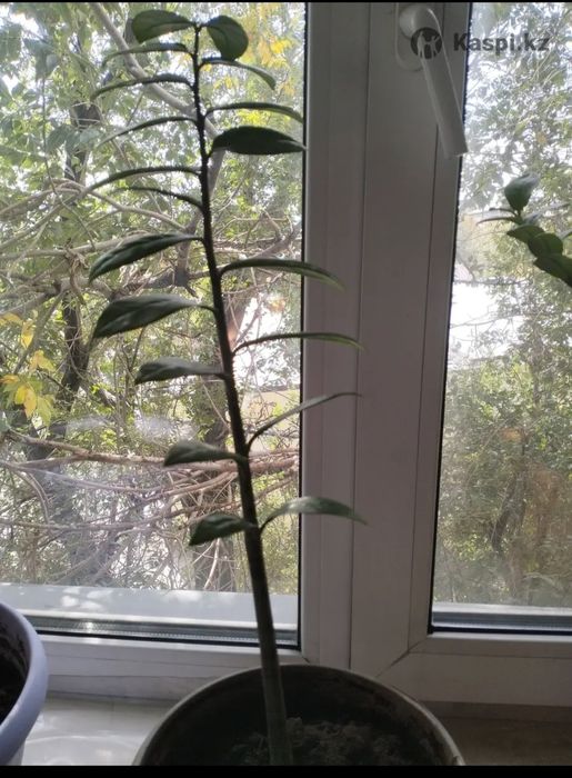 Долларовое дерево