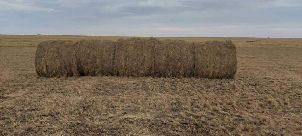 Шөп сатамыз. 10 000 тг