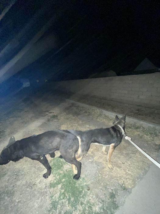 Немецкий овчарка