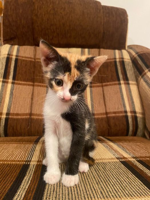 Pui de pisica spre adoptie