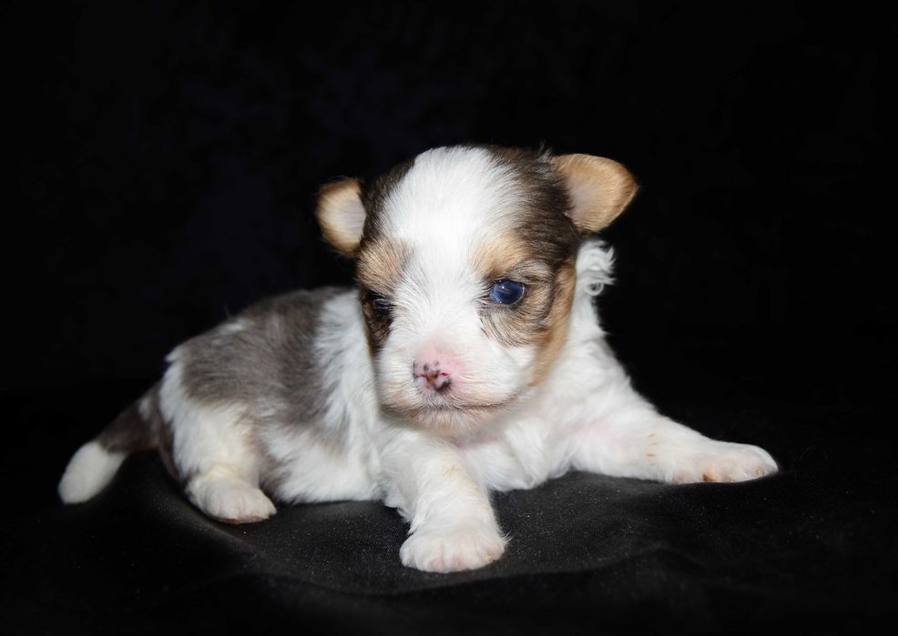 Бивер йоркширский терьер , шикарные биверята!