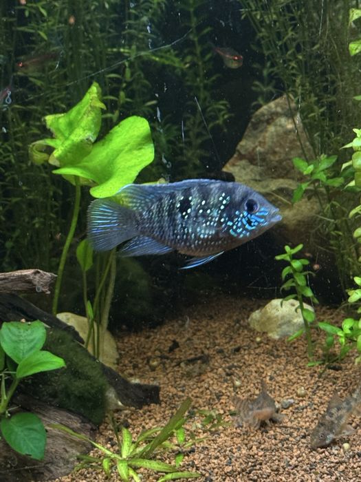 Peste andinoacara pulcher 2 buc pesti